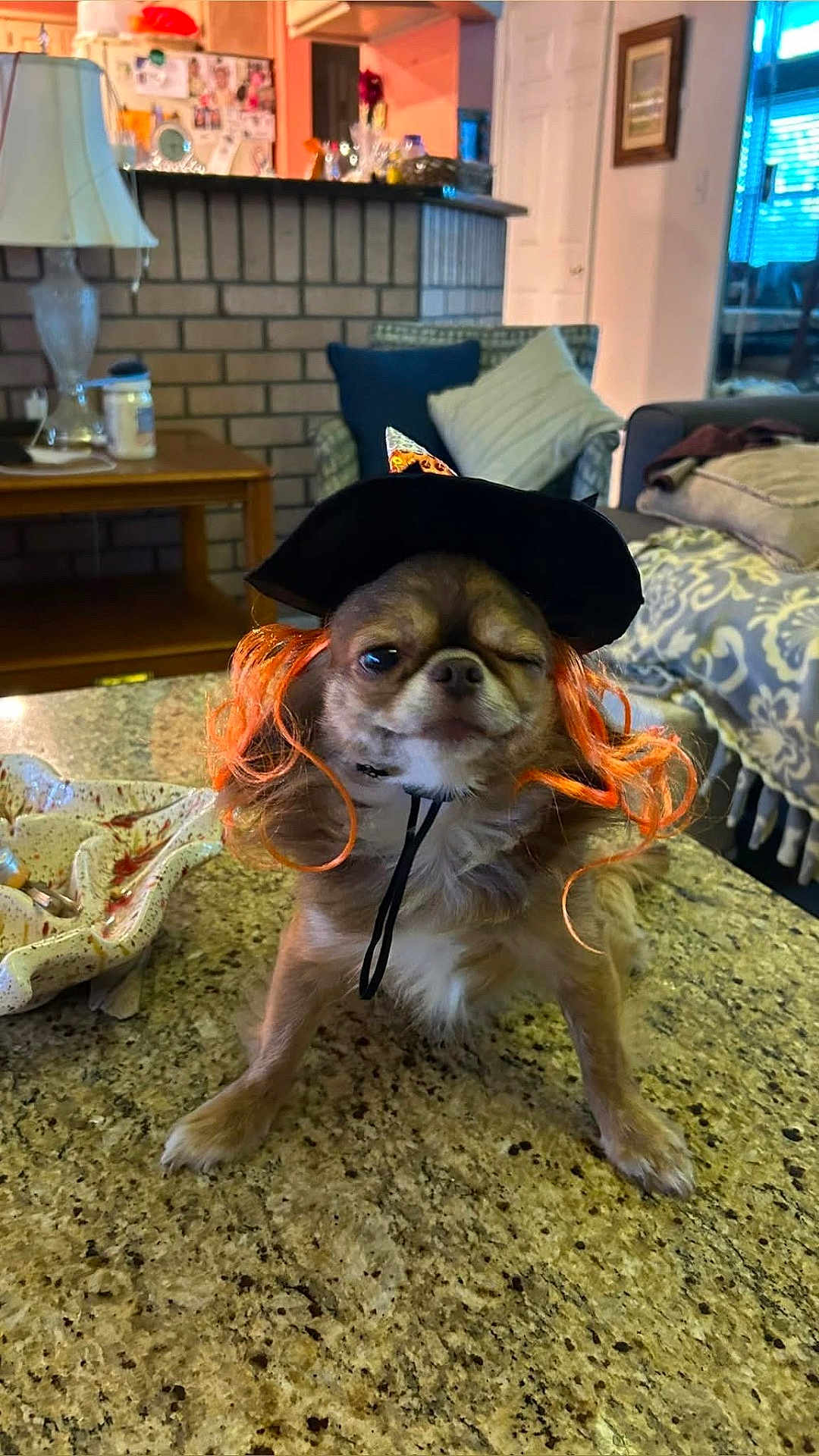 Diego joined the competition — help win amazing prizes! dog, small_dog, chihuahua, costume, witch_hat, orange_wig, kitchen_counter, wink, pet, indoor, home, living_room, cushion, lamp, table, decor, funny, cute, holiday, halloween