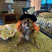Diego is registered to the contest to win money with this photo: animal, costume, couch, countertop, cute, decor, dog, funny, home_interior, indoor, kitchen, lamp, living_room, orange_hair, pet, pillow, small_dog, table, winking, witch_hat
