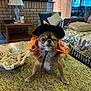 animal, costume, couch, countertop, cute, decor, dog, funny, home_interior, indoor, kitchen, lamp, living_room, orange_hair, pet, pillow, small_dog, table, winking, witch_hat