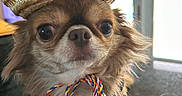 Diego joined the competition — help win amazing prizes! animal, brown_fur, chihuahua, closeup, colorful, costume, curious, cute, decorative, dog, ears, face, hat, indoor, pet, portrait, ribbon, small_dog, sombrero, whiskers