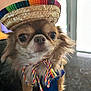 Diego joined the competition — help win amazing prizes! animal, brown_fur, chihuahua, closeup, colorful, costume, curious, cute, decorative, dog, ears, face, hat, indoor, pet, portrait, ribbon, small_dog, sombrero, whiskers
