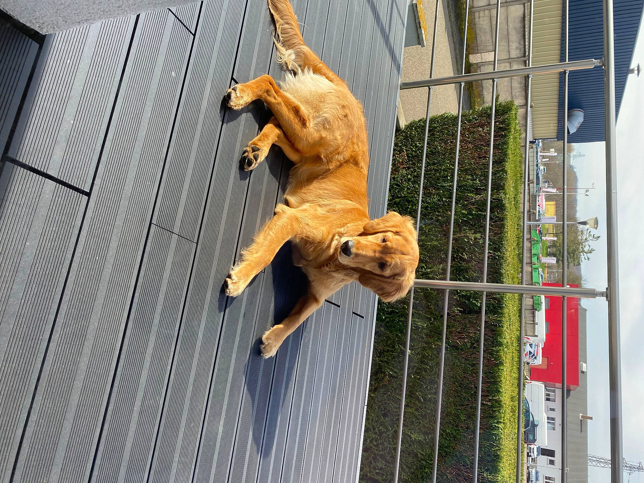 Gamine participe au concours pour gagner de l'argent avec cette photo : art, building, facade, fawn, fence, metal, reptile, sculpture, sky, snout, statue, tail, terrestrial_animal, tree, twig, wildlife, wood