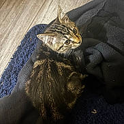 Pepper joined the competition — help win amazing prizes! animal, blanket, cat, cozy, curious, cute, domestic_animal, ears, feline, fur, indoor, looking_back, pet, resting, rug, tabby, tail, whiskers, wooden_floor, young_cat