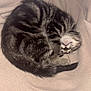 animal, blanket, cat, cozy, curled_up, cute, domestic, fur, furry, indoor, kitten, mammal, pet, relaxed, resting, sleeping, soft, tabby, tail, whiskers