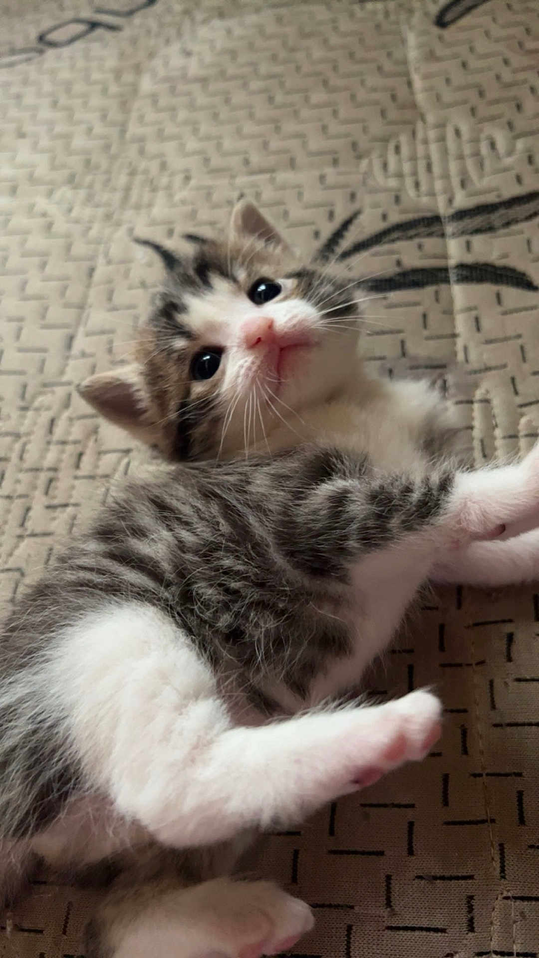 Bella