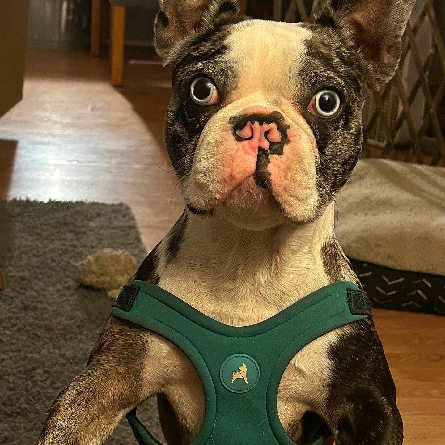 Snickerdoodle is registered to the contest to win money with this photo: animal, brown_floor, canine, carpet, close_up, curious, cute, dog, dog_bed, domestic_animal, ears_up, face, french_bulldog, furniture, harness, indoor, looking_at_camera, pet, portrait, whiskers