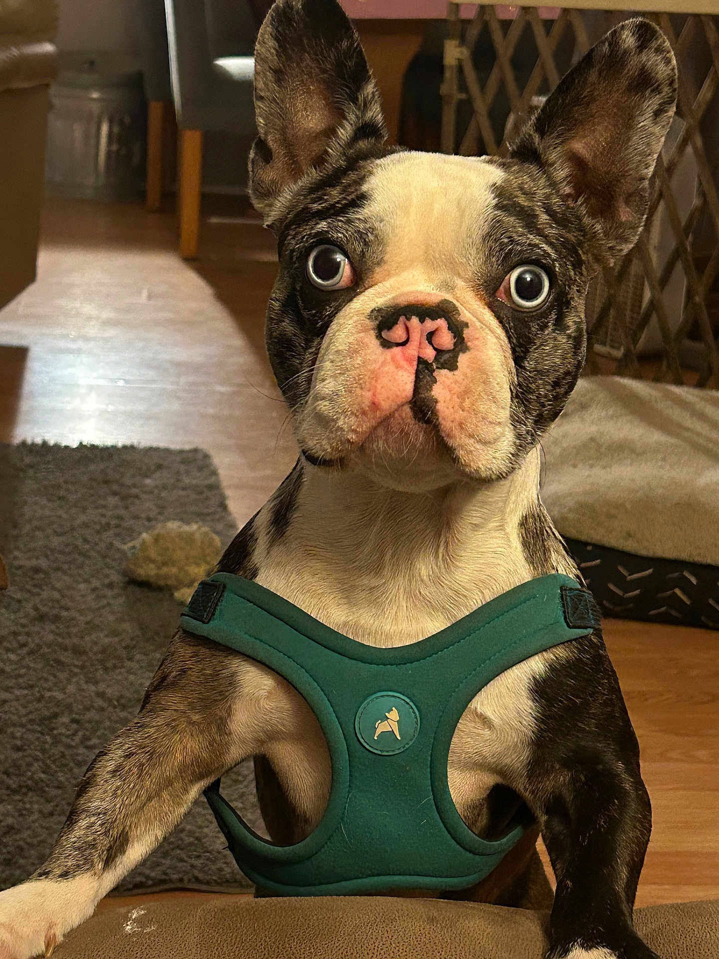 Snickerdoodle is registered to the contest to win money with this photo: french_bulldog, dog, pet, indoor, harness, curious, close_up, brown_floor, carpet, dog_bed, furniture, ears_up, looking_at_camera, animal, canine, domestic_animal, cute, portrait, face, whiskers