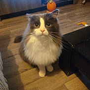 Serge a rejoint le concours — aidez-le/la à gagner de superbes lots ! cat, fluffy, indoor, wooden_floor, pet, animal, whiskers, feline, toy, orange, black_furniture, curious, sitting, domestic_cat, cute, looking_up, long_hair, white_paws, home, cozy