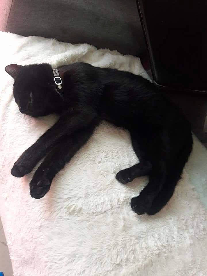 Olaf a rejoint le concours — aidez-le/la à gagner de superbes lots ! black, black_cat, bombay, carnivore, cat, claw, felidae, fur, kitten, small_to_medium_sized_cats, tail