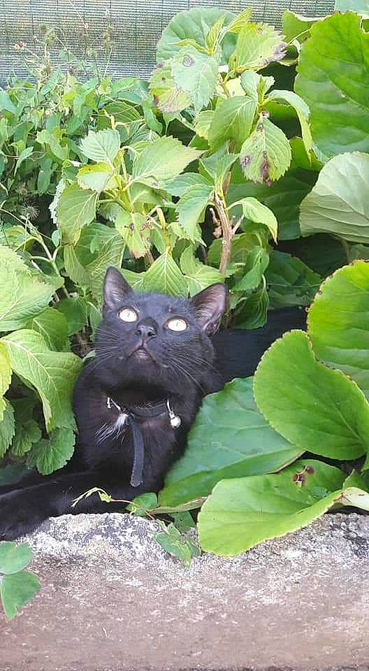 Olaf a rejoint le concours — aidez-le/la à gagner de superbes lots ! black_cat, carnivore, cat, felidae, flower, groundcover, herb, korat, leaf, organism, plant, small_to_medium_sized_cats, whiskers