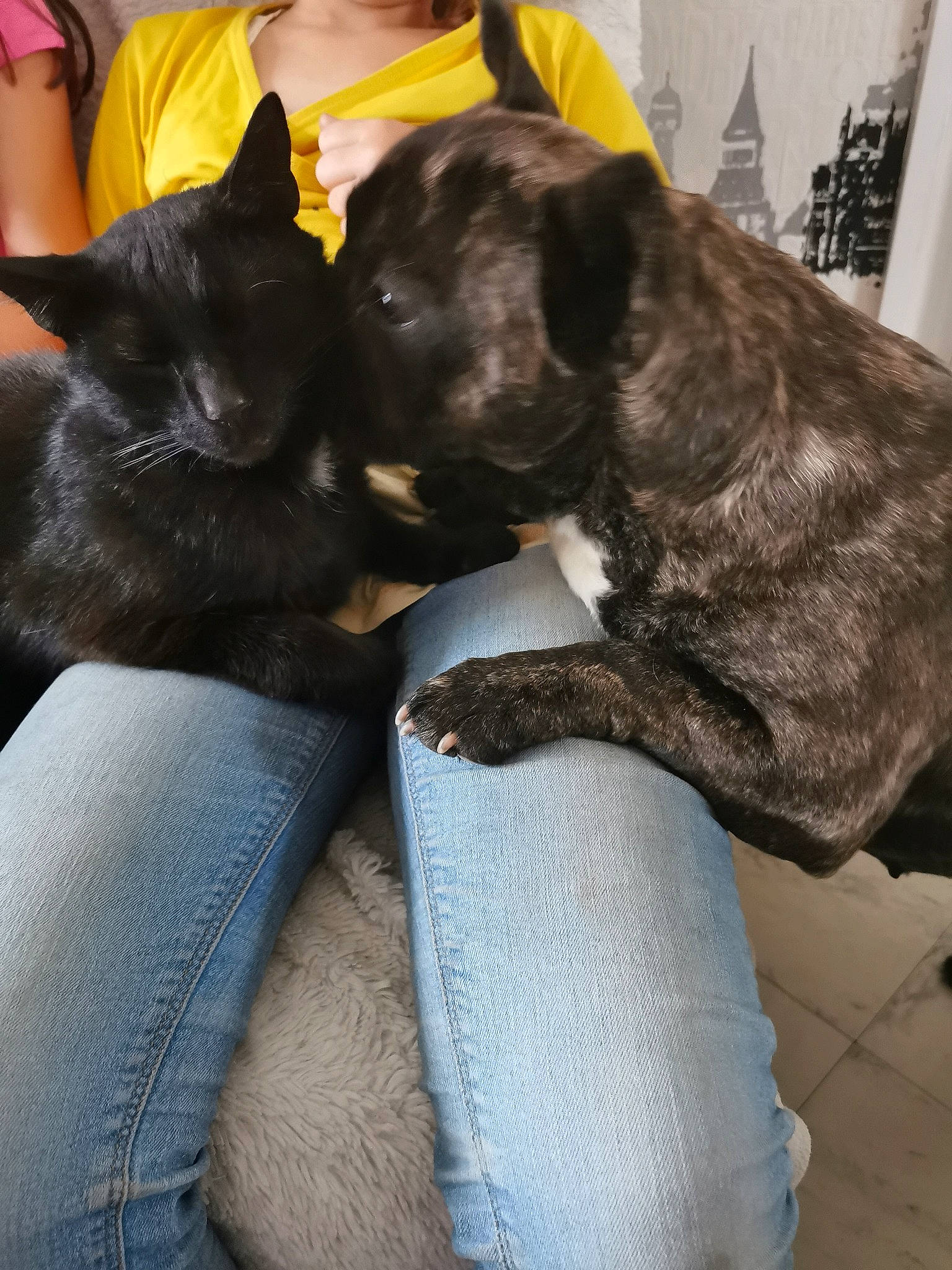 Olaf a rejoint le concours — aidez-le/la à gagner de superbes lots ! canidae, carnivore, cat, dog, dog_breed, felidae, guard_dog, mammal, nap, non_sporting_group, patterdale_terrier, puppy, snout, sporting_group, tail