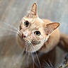 Leo Boi joined the competition — help win amazing prizes! cat, orange_cat, whiskers, curious, pets, animal, feline, eyes, closeup, indoor, two_cats, looking_up, soft_background, fur, portrait, cute, domestic_cat, head, nose, ears