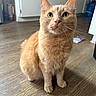 Leo Boi joined the competition — help win amazing prizes! cat, orange_tabby, pet, animal, indoor, floor, wooden_floor, kitchen, cabinet, ears, whiskers, fur, curious, sitting, domestic_cat, mammal, cute, feline, portrait, attention
