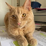 Leo Boi joined the competition — help win amazing prizes! cat, ginger_cat, feline, pet, indoor, animal, fur, whiskers, paws, highlighted_text, papers, study, closeup, yellow_eyes, relaxed, resting, domestic_cat, curious, cute, cozy