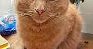 Leo Boi joined the competition — help win amazing prizes! cat, ginger_cat, fluffy, pet, indoor, table, folder, flowers, vase, wooden_table, fur, whiskers, closeup, curious, sitting, domestic_cat, orange_fur, animal, cute, face
