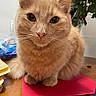 cat, ginger_cat, fluffy, pet, indoor, table, folder, flowers, vase, wooden_table, fur, whiskers, closeup, curious, sitting, domestic_cat, orange_fur, animal, cute, face