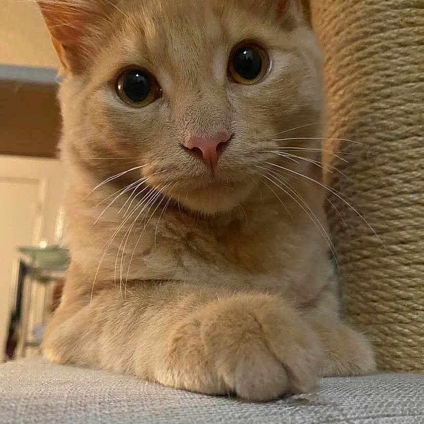 Leo Boi is registered to the contest to win money with this photo: cat, orange_tabby, pet, close_up, whiskers, paw, scratching_post, indoor, feline, curious, resting, texture, soft_light, portrait, animal, cute, fur, ears, eyes, domestic