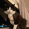Yoru joined the competition — help win amazing prizes! cat, tuxedo_cat, green_eyes, necklace, bell, window, night, indoor, pet, feline, fur, whiskers, sitting, curious, closeup, domestic_animal, black_and_white, soft_lighting, decorative, cute