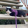 Yoru joined the competition — help win amazing prizes! cat, animal, pet, stairs, outdoor, harness, leash, black_and_white, fur, greenery, plant, sidewalk, railing, car, vehicle, curious, alert, resting, daylight, nature