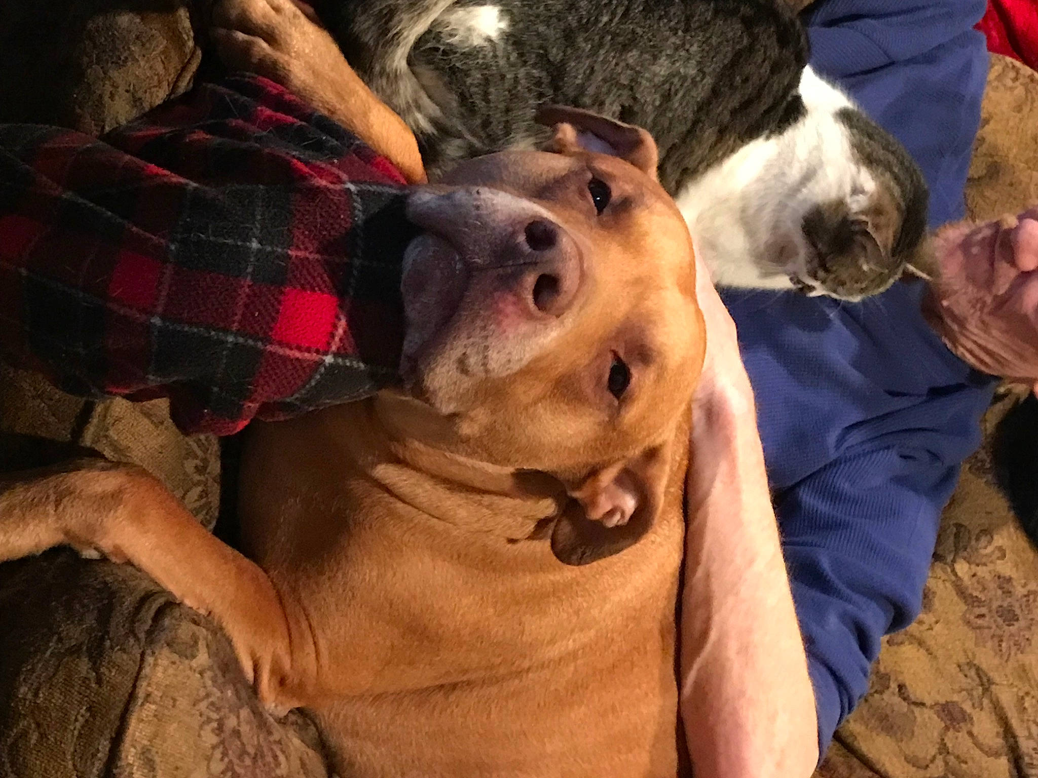 Big Red joined the competition — help win amazing prizes! carnivore, companion_dog, dog, dog_breed, fawn, fun, fur, giant_dog_breed, guard_dog, happy, pattern, plaid, puppy_love, selfie, smile, snout, sporting_group, tartan, whiskers, working_animal