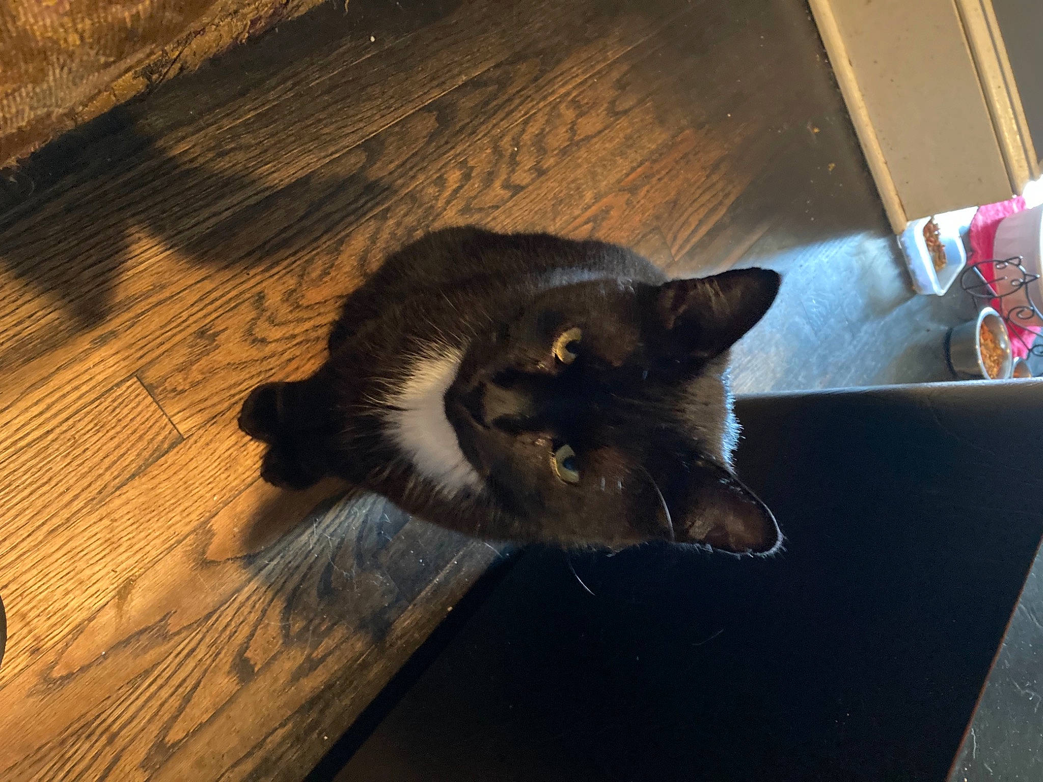 Chunk joined the competition — help win amazing prizes! black_cat, box, carnivore, cat, domestic_short_haired_cat, felidae, floor, flooring, fur, grey, hardwood, paw, plant, shipping_box, small_to_medium_sized_cats, tail, whiskers, wood, wood_flooring, wood_stain