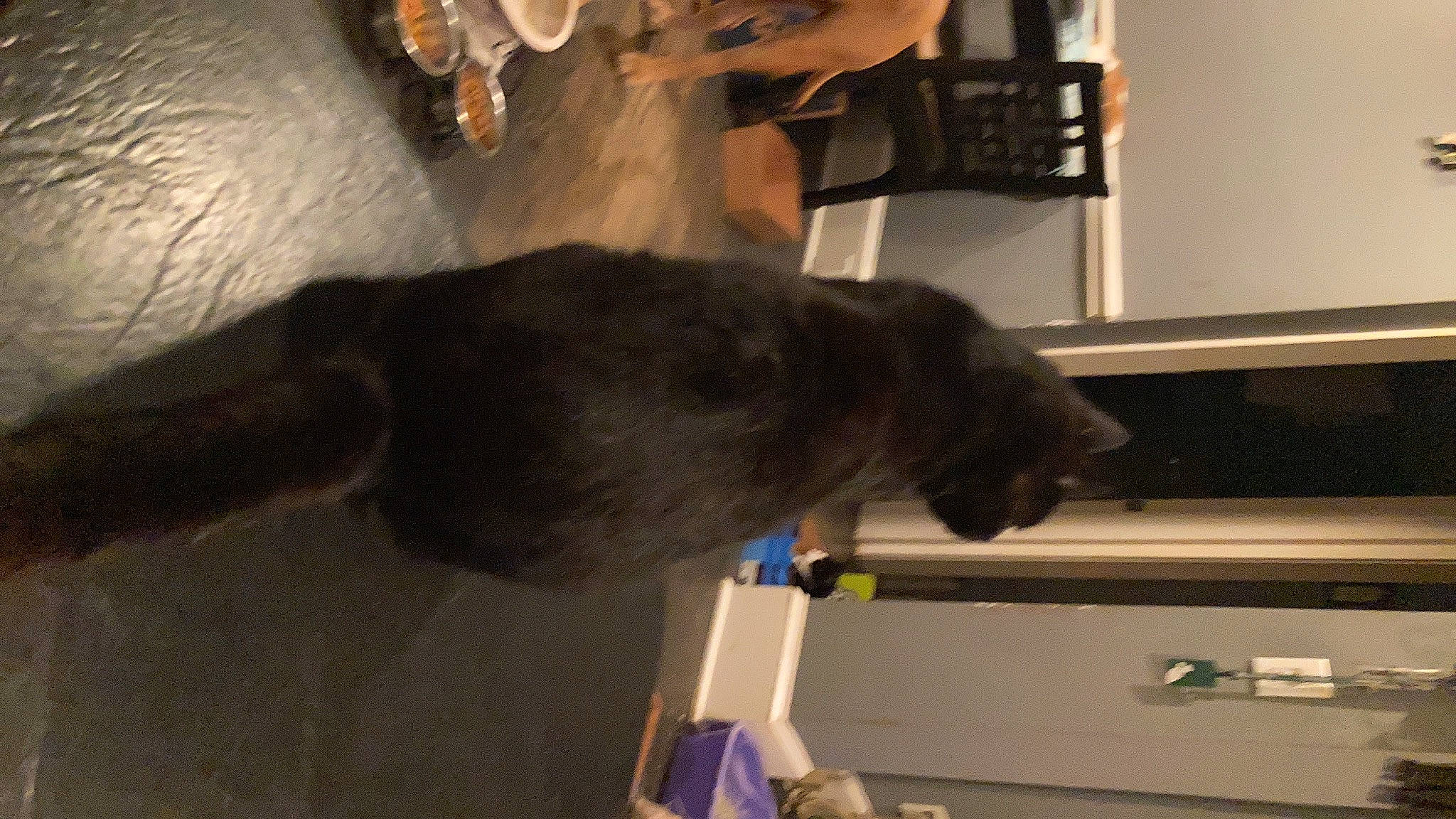 Chunk joined the competition — help win amazing prizes! canidae, carnivore, cat, comfort, companion_dog, dog_breed, ear, felidae, flooring, fur, gesture, hardwood, liver, room, russian_blue, small_to_medium_sized_cats, sporting_group, tail, whiskers