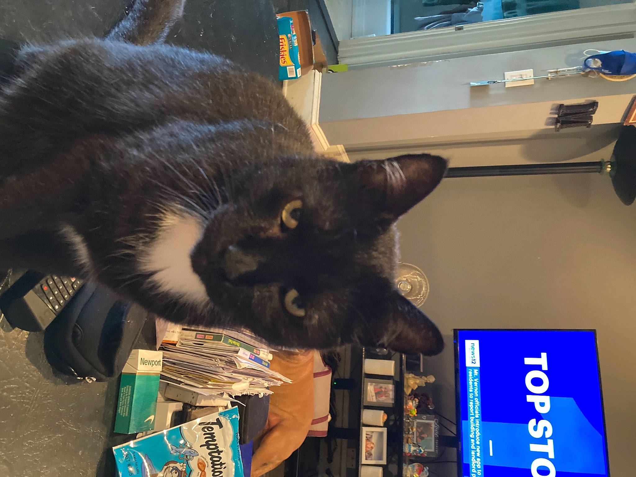 Chunk joined the competition — help win amazing prizes! black_cat, carnivore, cat, chartreux, claw, domestic_short_haired_cat, felidae, fur, havana_brown, korat, publication, room, shelf, small_to_medium_sized_cats, snout, tail, whiskers