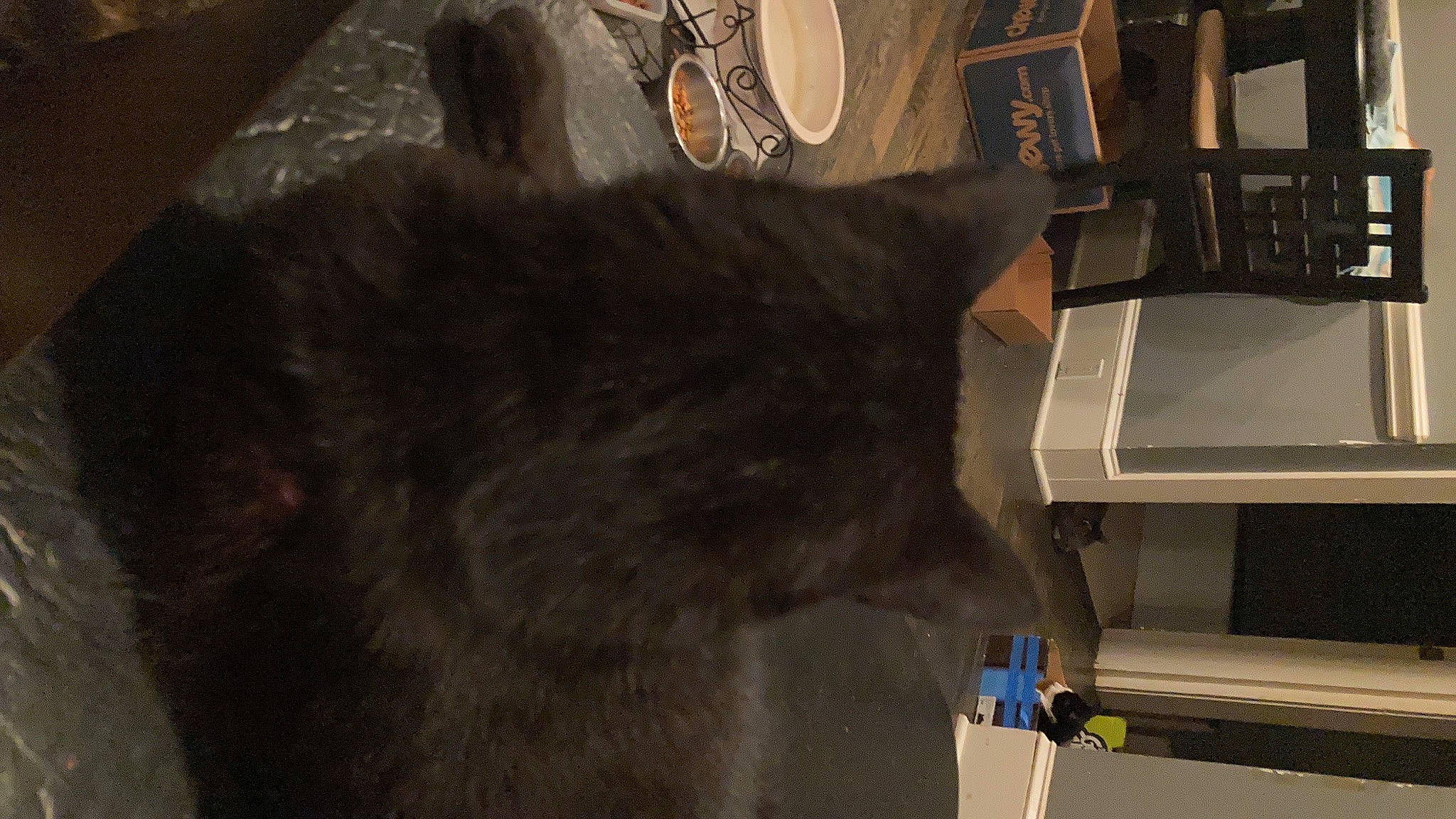 Chunk is registered to the contest to win money with this photo: canidae, carnivore, cat, claw, domestic_short_haired_cat, felidae, fur, grey, machine, room, small_to_medium_sized_cats, snout, tail, whiskers, wood