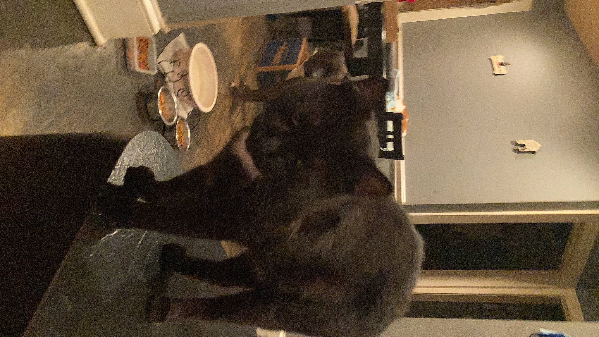 Chunk is registered to the contest to win money with this photo: canidae, cat, dog_breed, domestic_short_haired_cat, felidae, flooring, fur, guard_dog, hardwood, hat, liver, metal, room, shelf, small_to_medium_sized_cats, tail, whiskers, wood