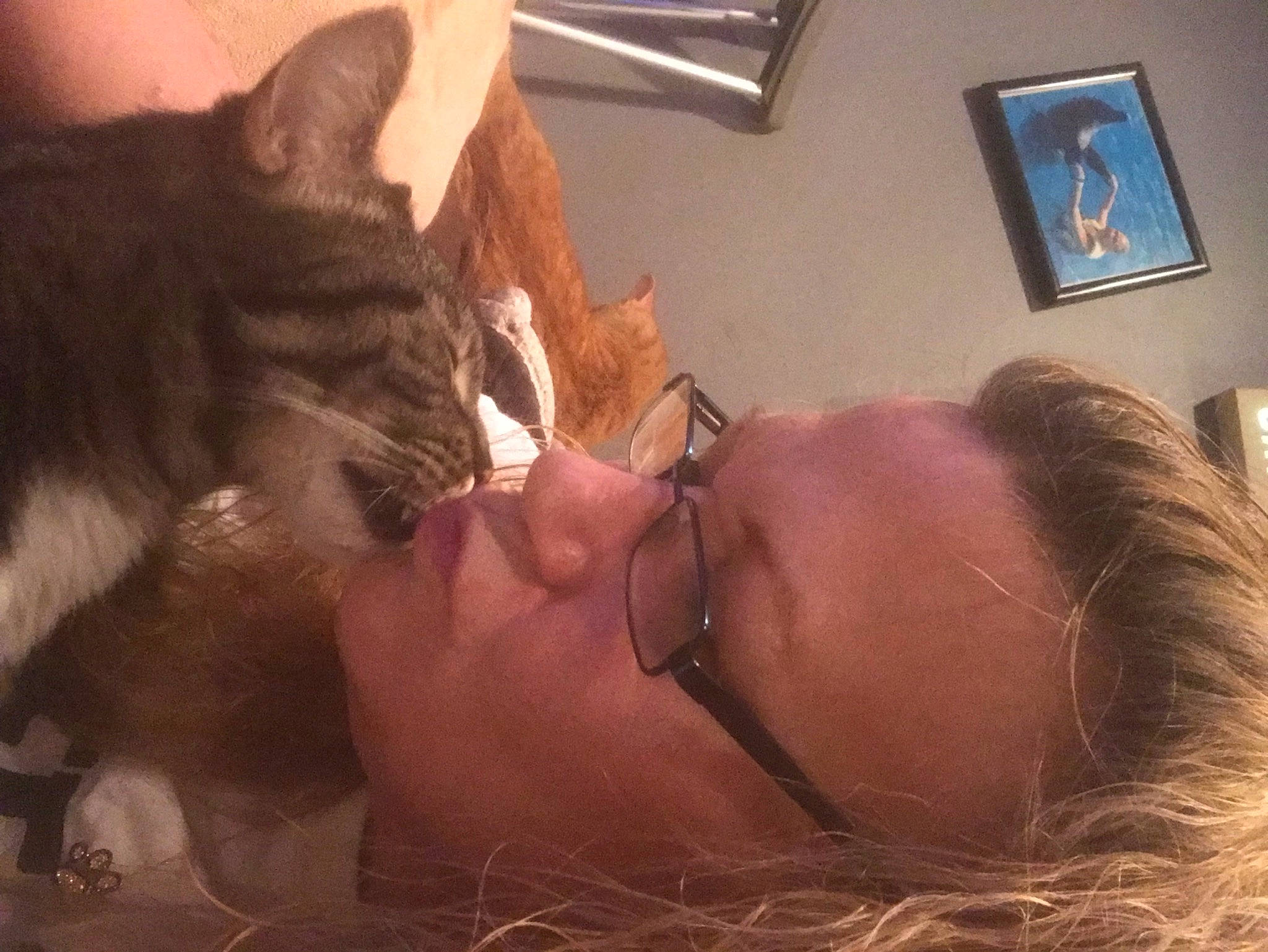 Bugsy joined the competition — help win amazing prizes! cat, comfort, ear, eyelash, eyewear, facial_hair, felidae, fur, gesture, glasses, jaw, long_hair, mouth, neck, picture_frame, selfie, skin, sunglasses, tree, whiskers