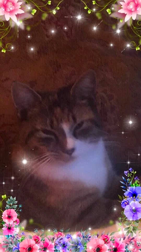 Cleo joined the competition — help win amazing prizes! beauty, carnivore, cat, christmas_ornament, event, felidae, flower, holiday, light, midnight, nature, organism, petal, plant, small_to_medium_sized_cats, snapshot, snout, tree, whiskers, window