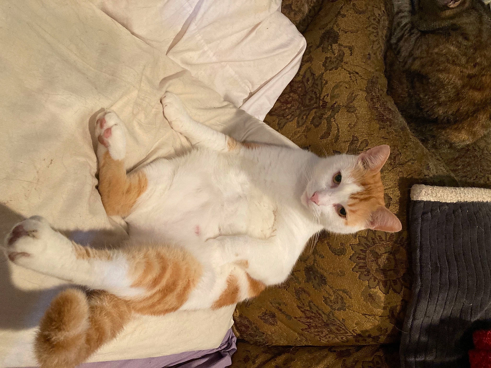 Boo-boo joined the competition — help win amazing prizes! canidae, carnivore, cat, claw, comfort, domestic_short_haired_cat, fawn, felidae, foot, fur, gesture, nap, paw, small_to_medium_sized_cats, snout, tail, terrestrial_animal, whiskers, wood