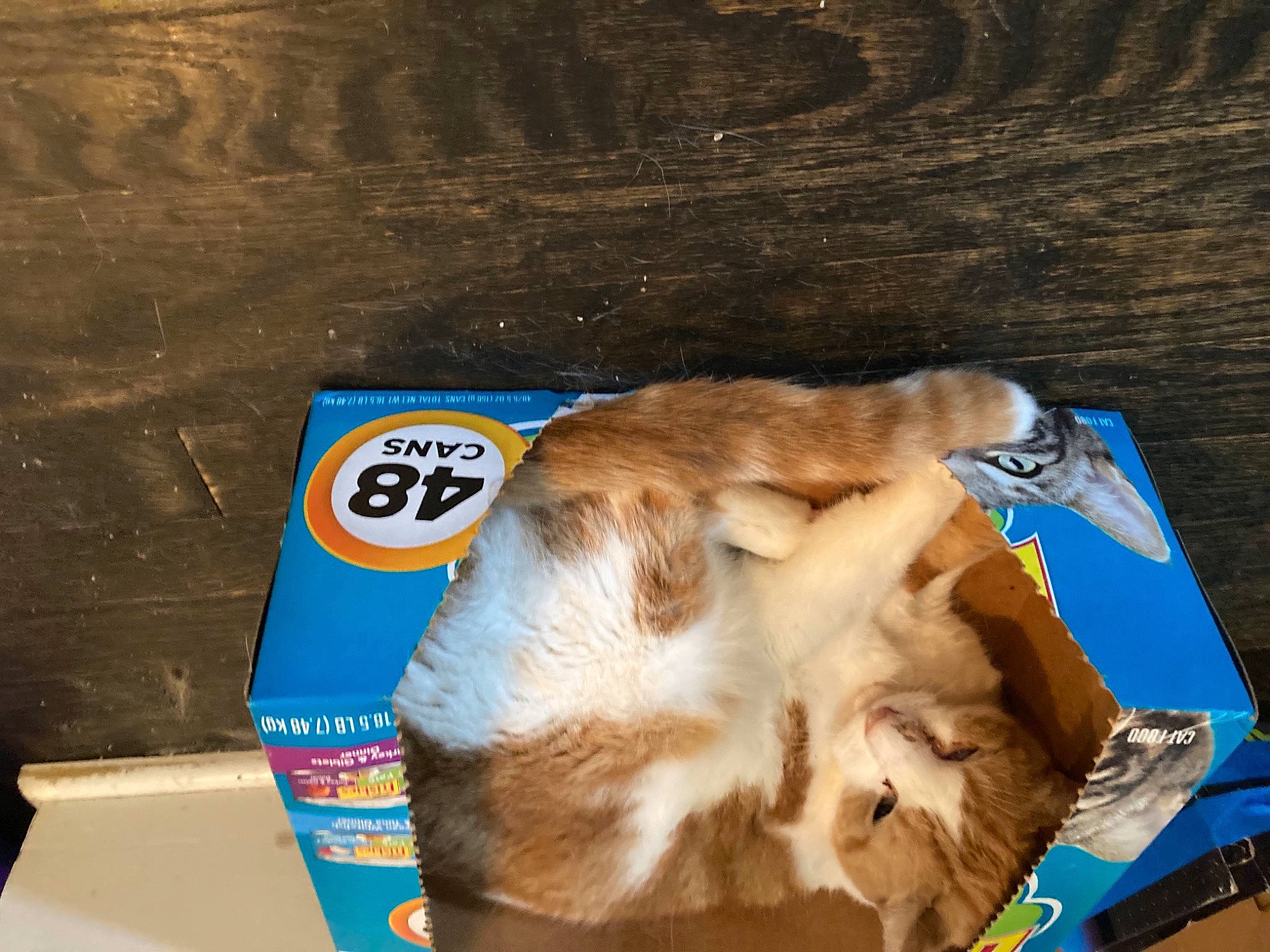 Mushmello joined the competition — help win amazing prizes! box, canidae, carnivore, cat, cat_supply, companion_dog, dog_breed, domestic_short_haired_cat, electric_blue, fang, fawn, felidae, fur, paper_product, paw, pet_supply, small_to_medium_sized_cats, sporting_group, tail, whiskers