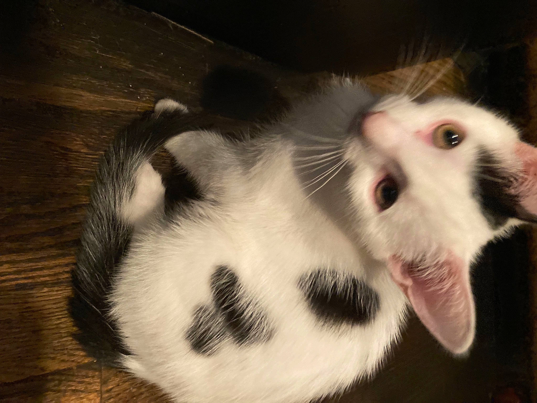 Critter joined the competition — help win amazing prizes! canidae, carnivore, cat, claw, dog_breed, domestic_short_haired_cat, fang, felidae, foot, fur, hardwood, monochrome_photography, paw, small_to_medium_sized_cats, sporting_group, terrestrial_animal, whiskers, wood