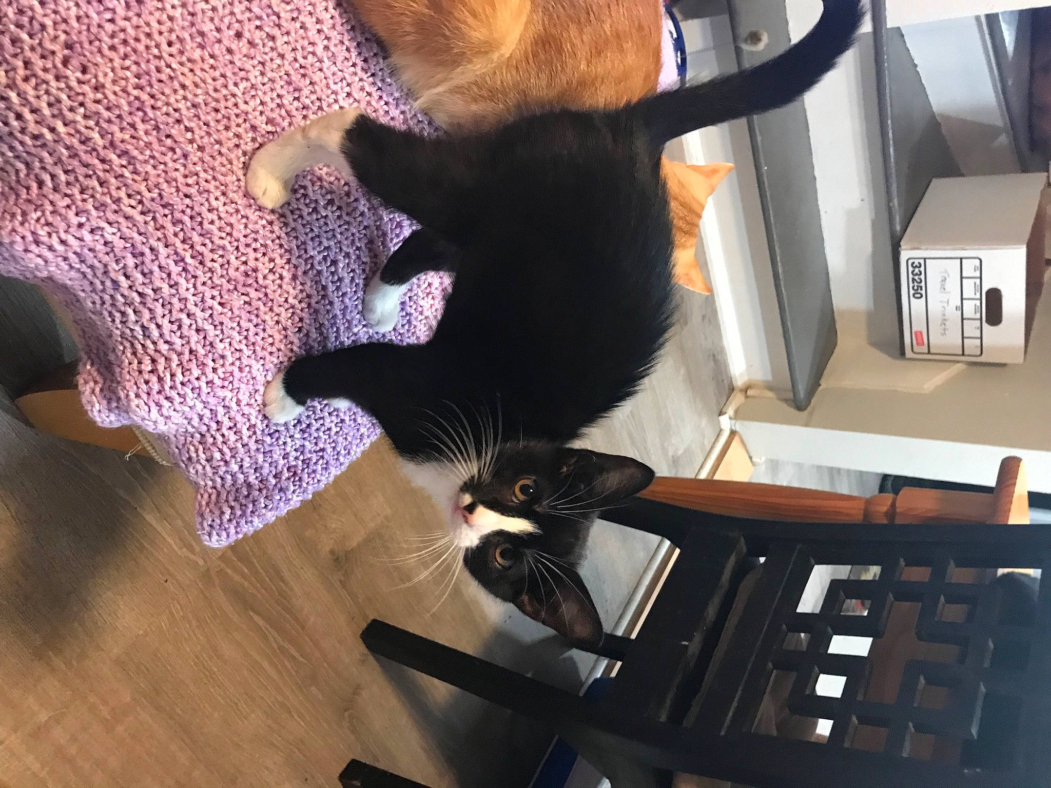 Bailey joined the competition — help win amazing prizes! black_cat, carnivore, cat, comfort, domestic_short_haired_cat, felidae, flooring, fur, hardwood, pattern, room, shipping_box, small_to_medium_sized_cats, tail, varnish, whiskers, wood, wood_flooring, wood_stain