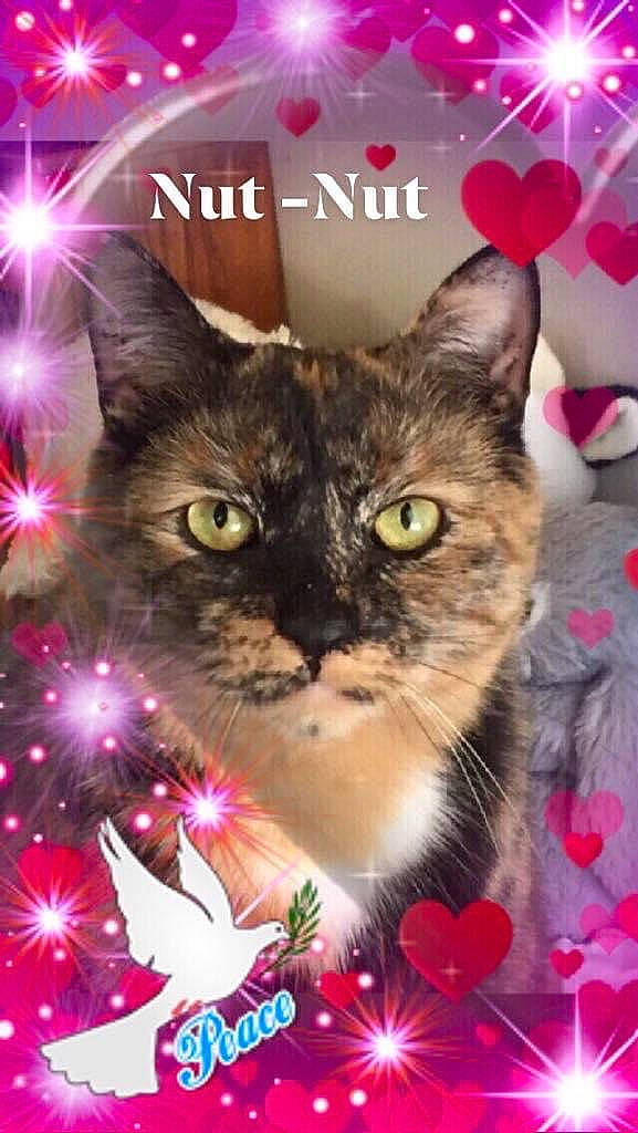 Nuttercup is registered to the contest to win money with this photo: art, carnivore, cat, christmas_decoration, christmas_ornament, event, fawn, felidae, font, fur, grass, greeting, happy, holiday, magenta, morning, photo_caption, small_to_medium_sized_cats, snout, whiskers