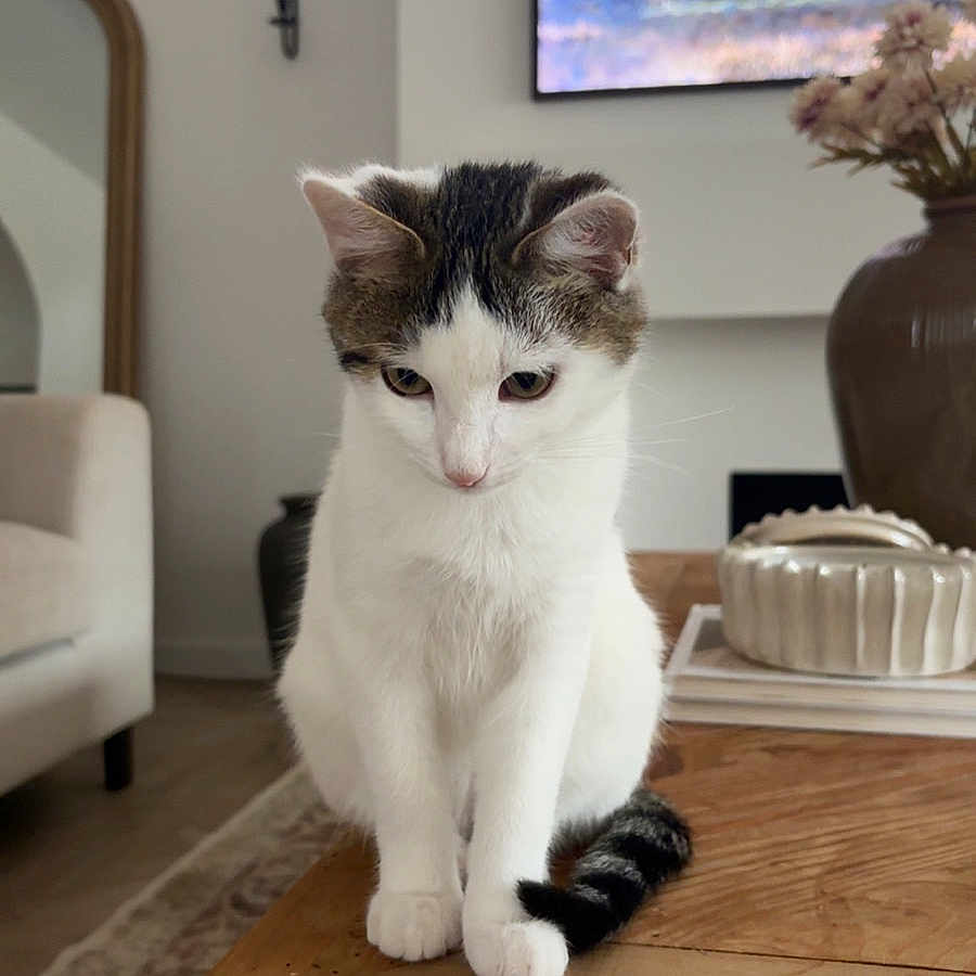 Nougat participe au concours pour gagner de l'argent avec cette photo : animal, architecture, building, cat, couch, electronics, furniture, hardwood, indoors, interiordesign, kitten, livingroom, pet, plant, pottedplant, pottery, room, screen, table, wood