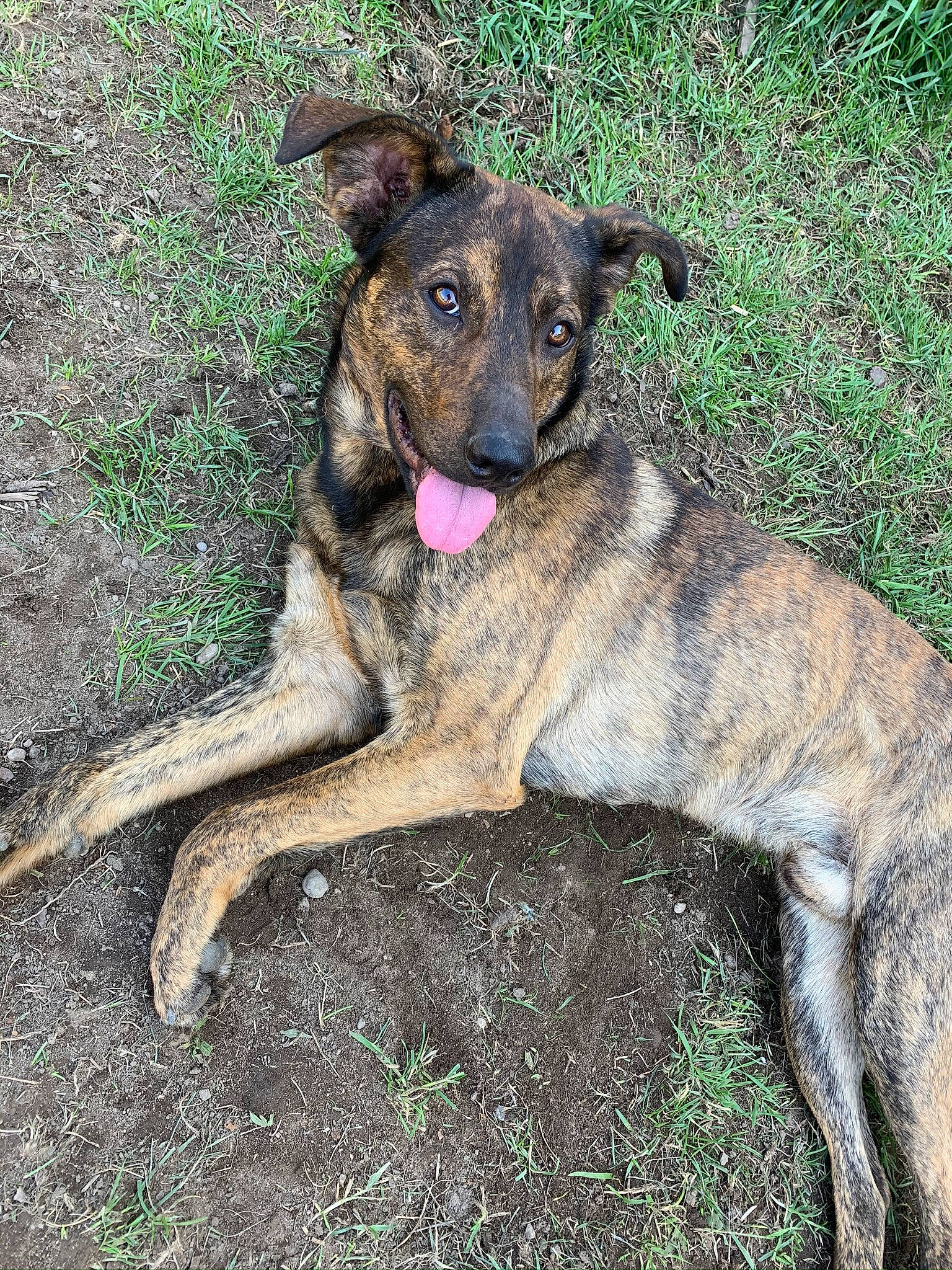 Guizmo participe au concours pour gagner de l'argent avec cette photo : ancient_dog_breeds, canidae, carnivore, companion_dog, dog, dog_breed, dogo_sardesco, fawn, grass, herding_dog, plant, sporting_group, street_dog, terrestrial_animal, treeing_tennessee_brindle, working_animal, working_dog