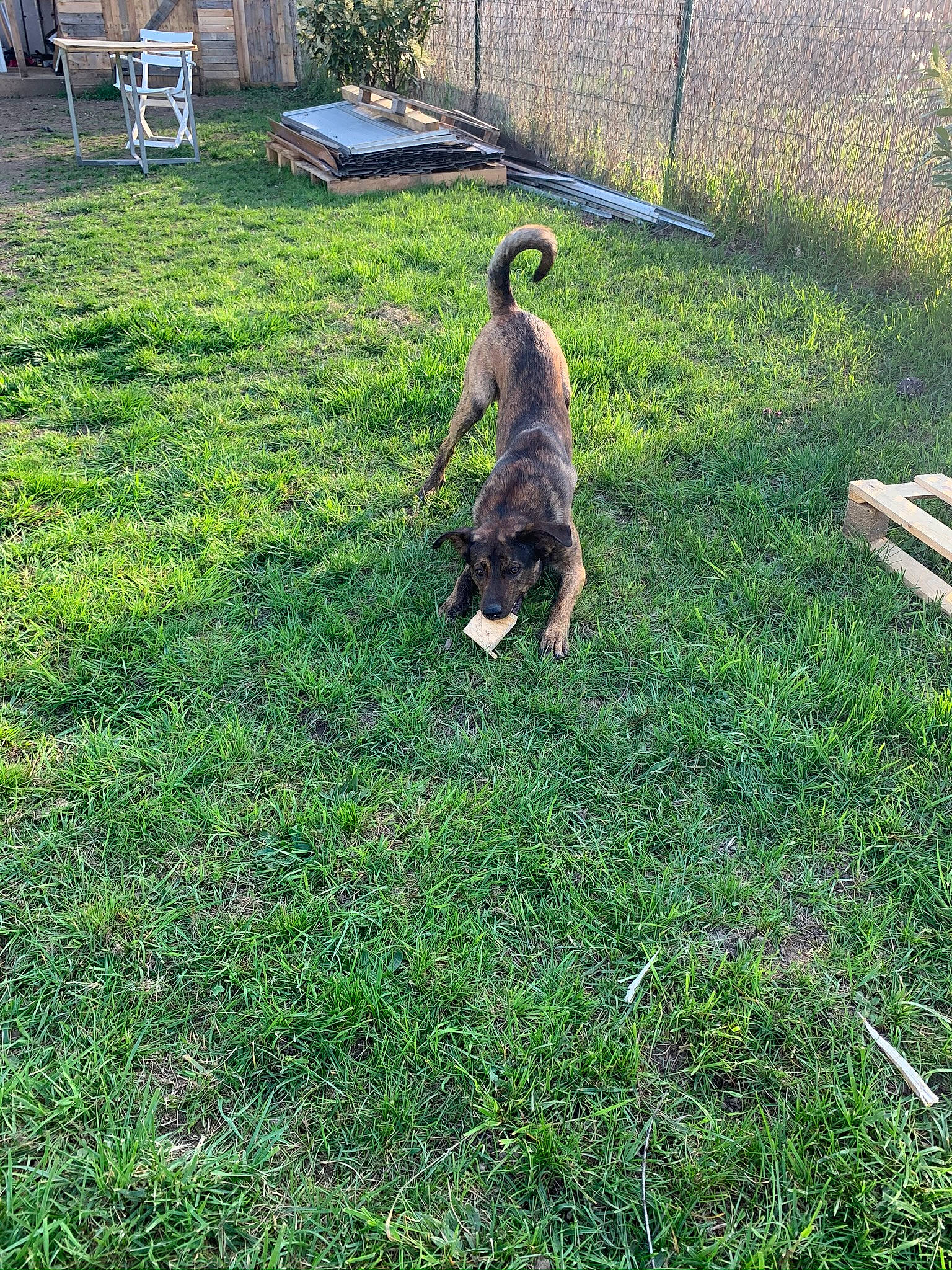 Guizmo participe au concours pour gagner de l'argent avec cette photo : backyard, chair, flooring, garden, garden_tool, gardening, grass, grass_family, grassland, groundcover, landscape, landscaping, lawn, lawn_mower, pasture, people_in_nature, plant, shrub, soil, yard