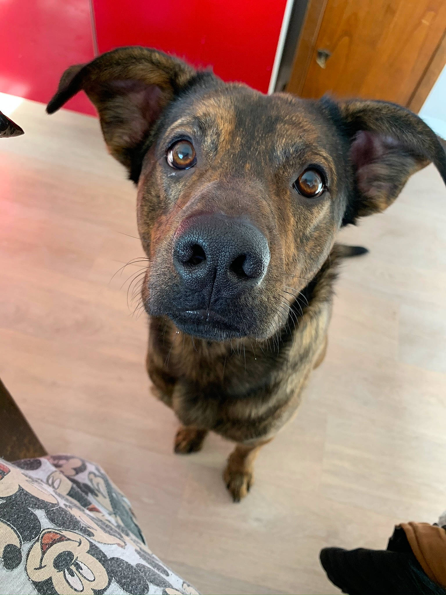 Guizmo participe au concours pour gagner de l'argent avec cette photo : canidae, carnivore, collar, companion_dog, dog, dog_breed, fawn, fur, guard_dog, pet_supply, sandal, sporting_group, whiskers, working_animal, working_dog