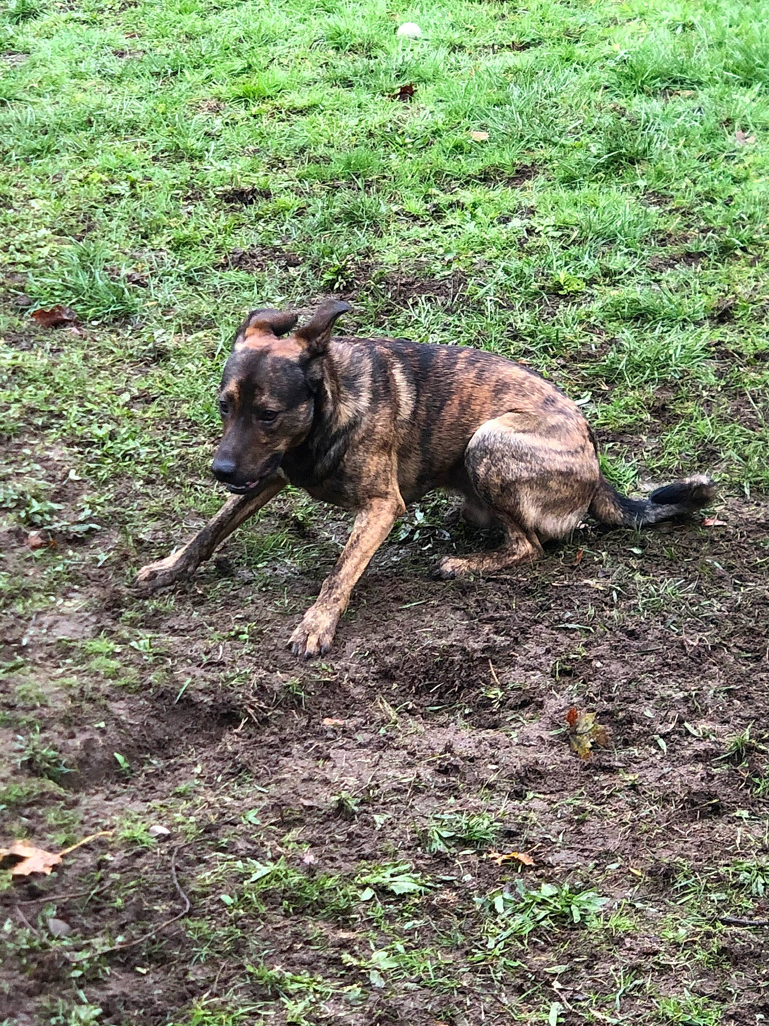 Guizmo a rejoint le concours — aidez-le/la à gagner de superbes lots ! canidae, carnivore, dog, dog_breed, fawn, grass, groundcover, hunting_dog, plant, shrub, snout, soil, sporting_group, tail, terrestrial_animal, treeing_tennessee_brindle, wildlife, working_animal, working_dog