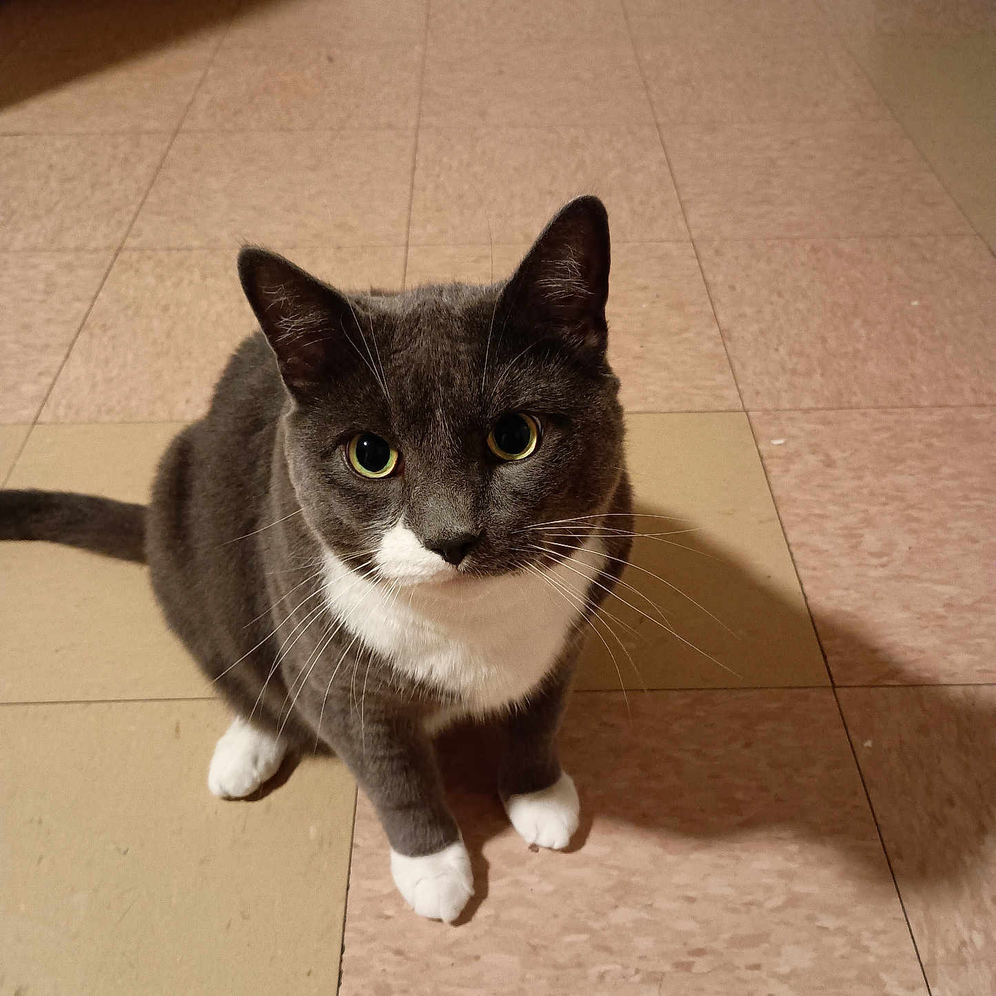 Luna joined the competition — help win amazing prizes! animal, cat, close_up, companion, curious, cute, domestic_cat, ears, feline, floor_tiles, fur, gray_cat, indoor, looking_up, pet, shadow, sitting, tail, whiskers, white_paws
