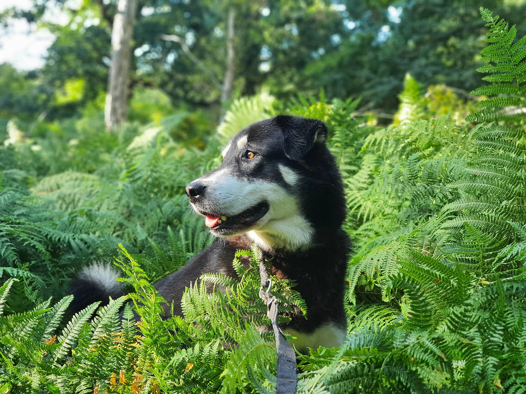 Pacha a rejoint le concours — aidez-le/la à gagner de superbes lots ! canidae, carnivore, companion_dog, conifer, dog, dog_breed, evergreen, forest, grass, groundcover, herding_dog, jungle, natural_landscape, plant, snout, sporting_group, terrestrial_animal, terrestrial_plant, tree, working_animal