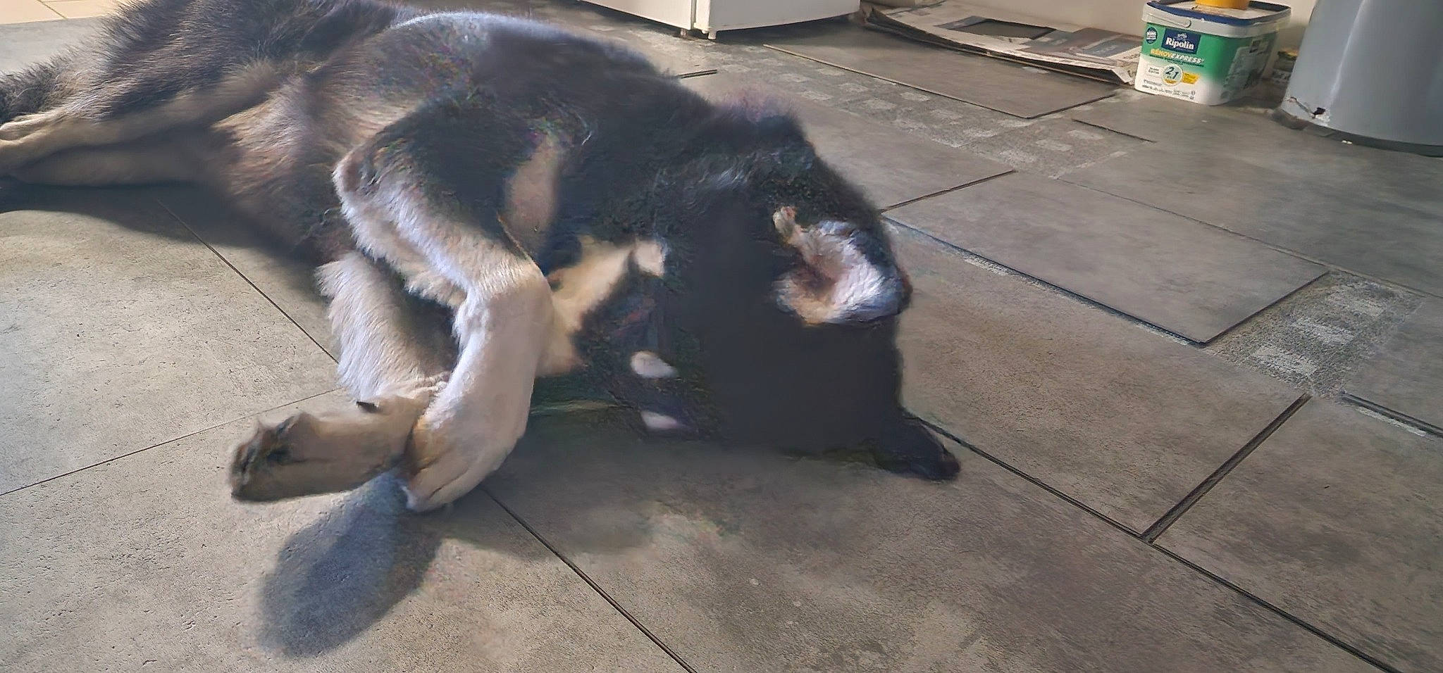 Pacha participe au concours pour gagner de l'argent avec cette photo : canidae, carnivore, cat, claw, comfort, companion_dog, dog_breed, domestic_short_haired_cat, felidae, flooring, foot, fur, hardwood, nap, paw, small_to_medium_sized_cats, sporting_group, tail, terrestrial_animal, whiskers