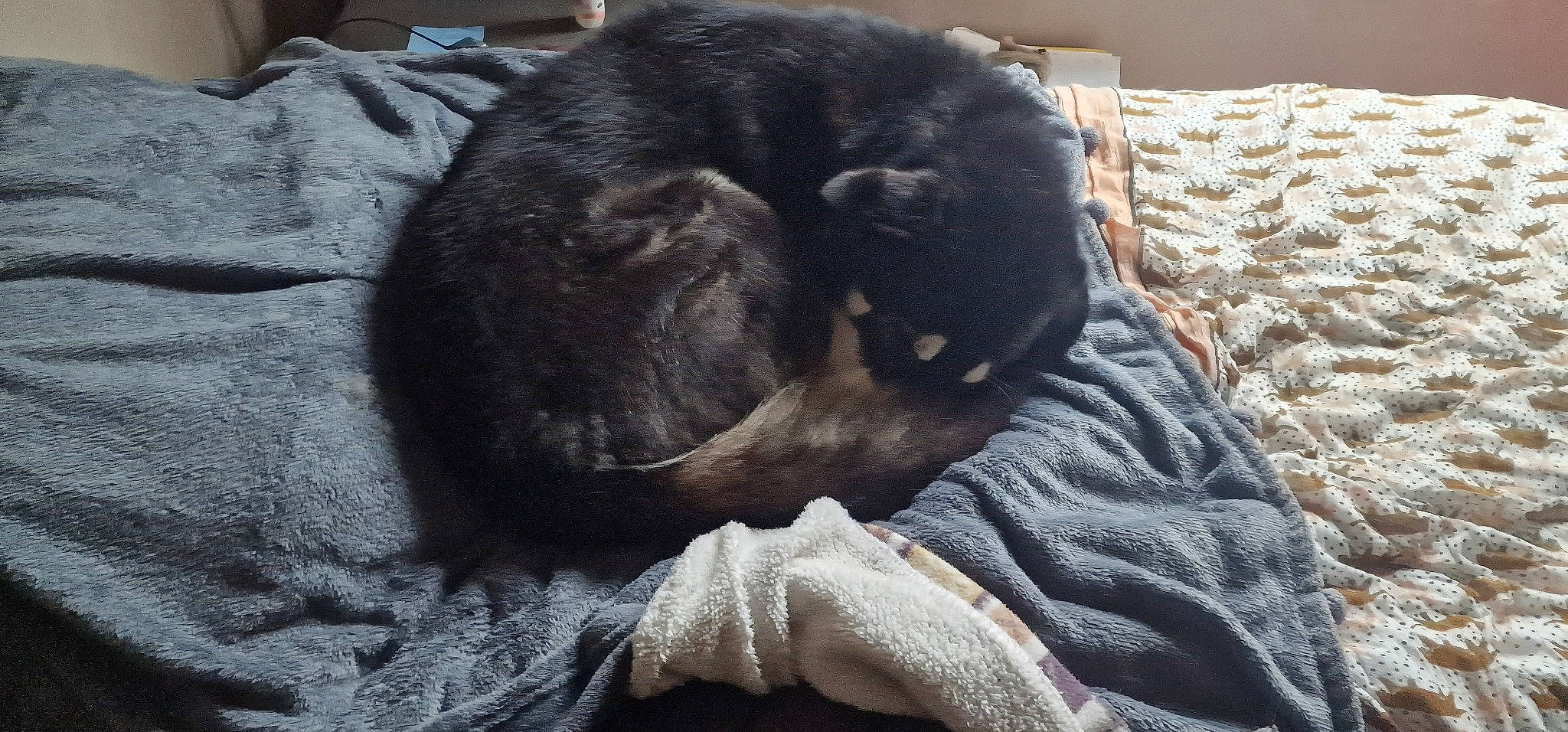 Pacha participe au concours pour gagner de l'argent avec cette photo : black_cat, bombay, canidae, carnivore, cat, claw, comfort, companion_dog, dog_breed, domestic_short_haired_cat, felidae, fur, grey, linens, small_to_medium_sized_cats, snout, sporting_group, tail, terrestrial_animal, whiskers