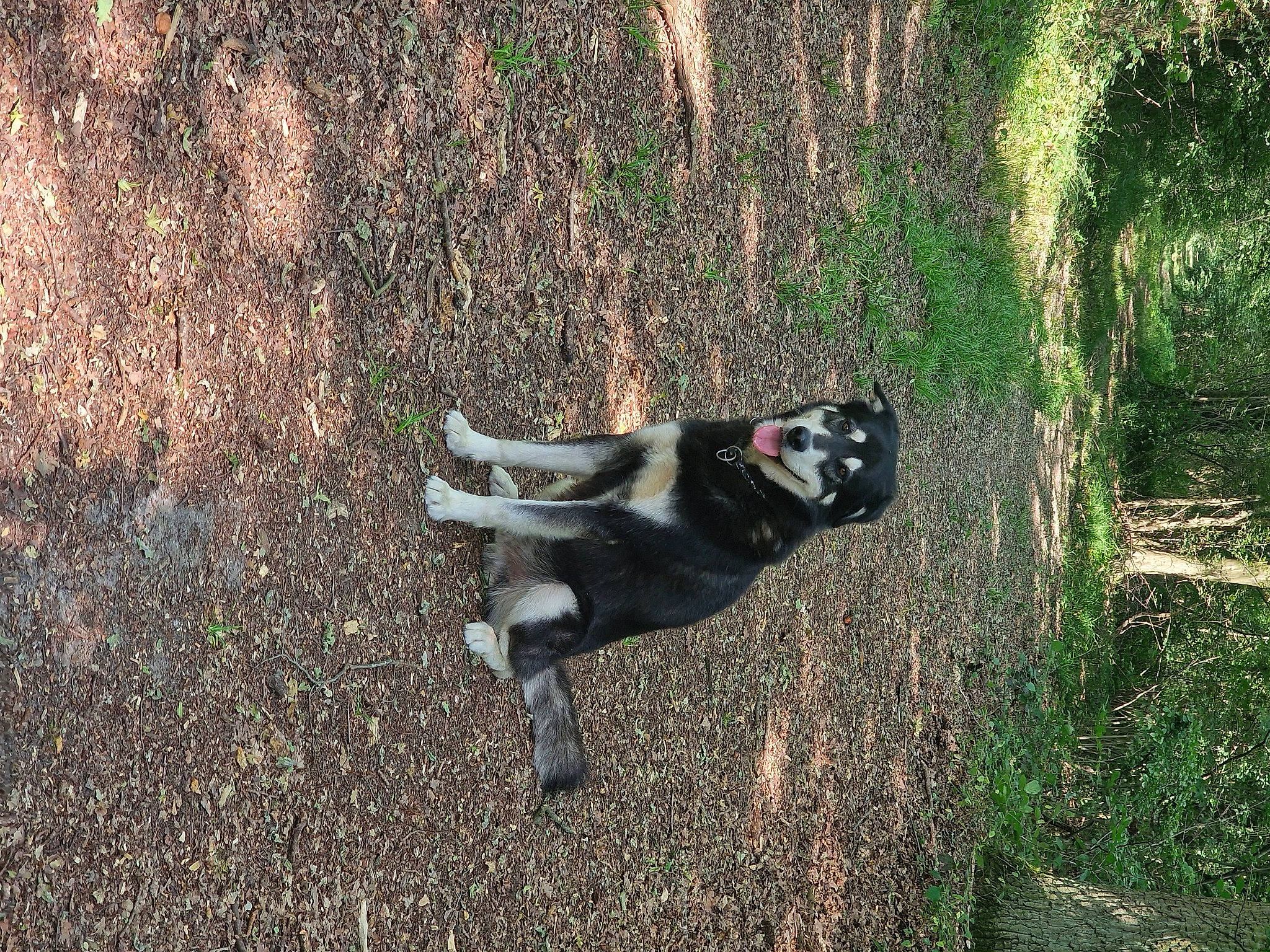 Pacha participe au concours pour gagner de l'argent avec cette photo : canidae, carmine, companion_dog, dog_breed, fawn, grass, jungle, non_sporting_group, plant, primate, recreation, soil, sporting_group, tail, terrestrial_animal, tree, trunk, wildlife, wood, woodland