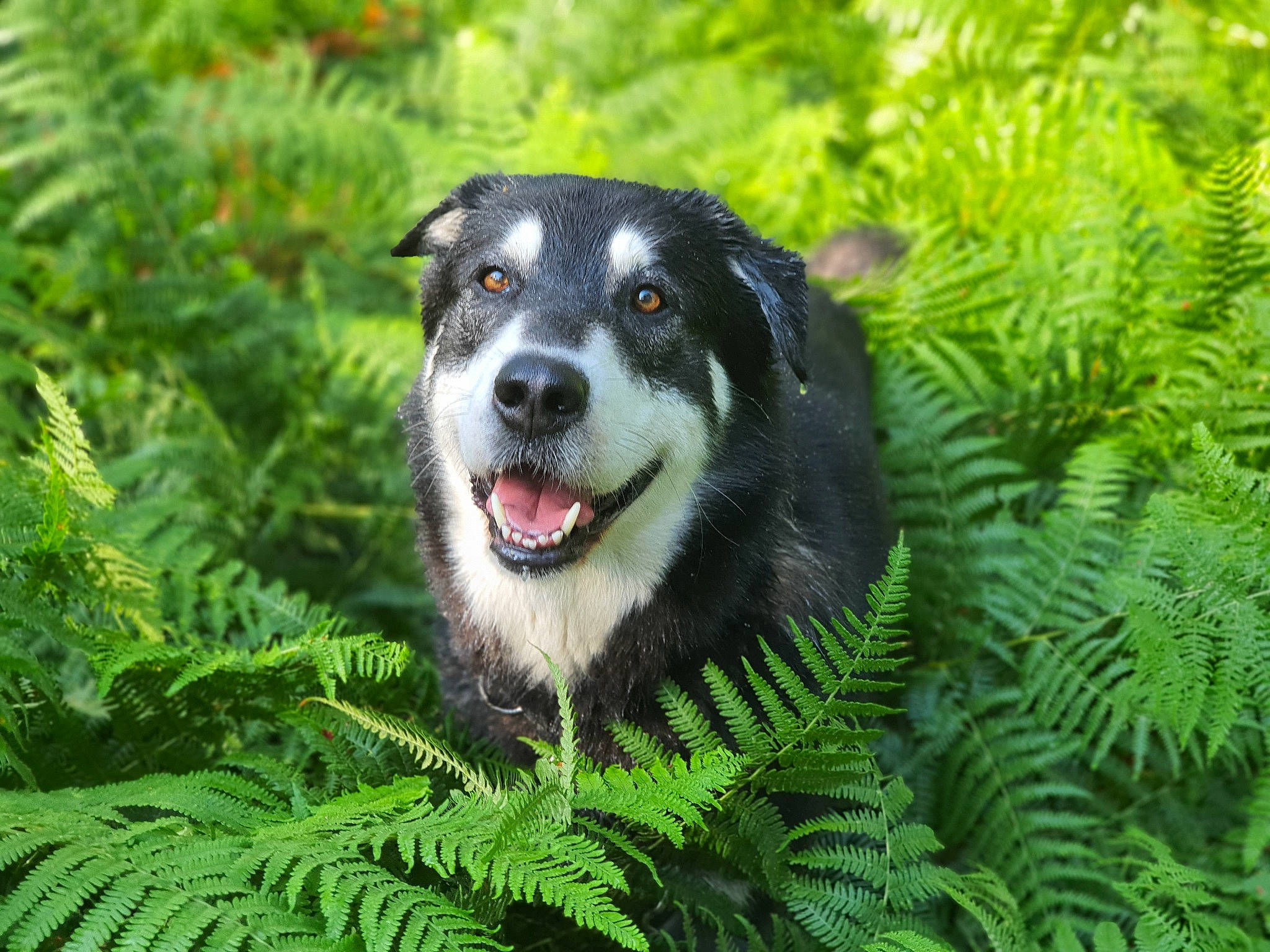 Pacha a rejoint le concours — aidez-le/la à gagner de superbes lots ! canidae, carnivore, companion_dog, conifer, dog, dog_breed, evergreen, forest, garden, grass, groundcover, herding_dog, jungle, plant, snout, sporting_group, terrestrial_plant, tree, whiskers, working_dog