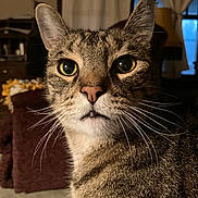 Steffen joined the competition — help win amazing prizes! animal, background, cat, close_up, cozy, curious, domestic, ears, eyes, feline, fur, furniture, household, indoor, lamp, pet, portrait, tabby, warm_lighting, whiskers