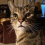 animal, background, cat, close_up, cozy, curious, domestic, ears, eyes, feline, fur, furniture, household, indoor, lamp, pet, portrait, tabby, warm_lighting, whiskers