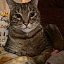 Steffen is registered to the contest to win money with this photo: animal, blanket, cat, closeup, comfort, cozy, cute, domestic, ears, feline, fur, home, indoor, mammal, pet, portrait, relaxed, resting, tabby, whiskers